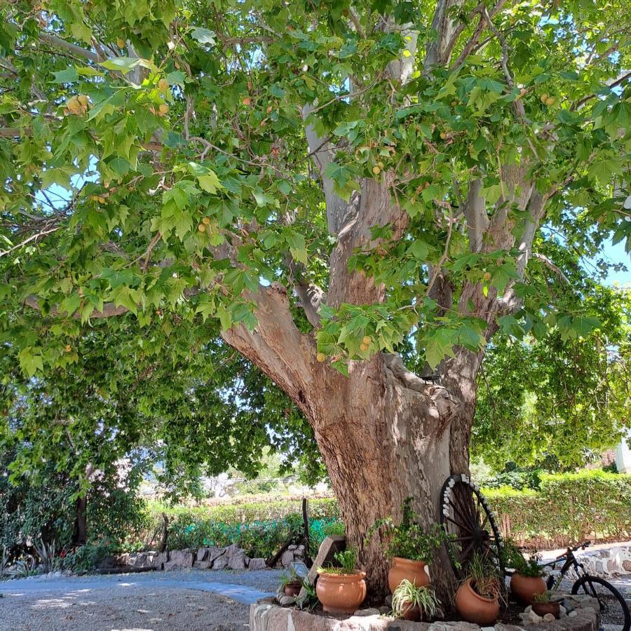 Posada Del Arbol Капилья-дель-Монте Экстерьер фото
